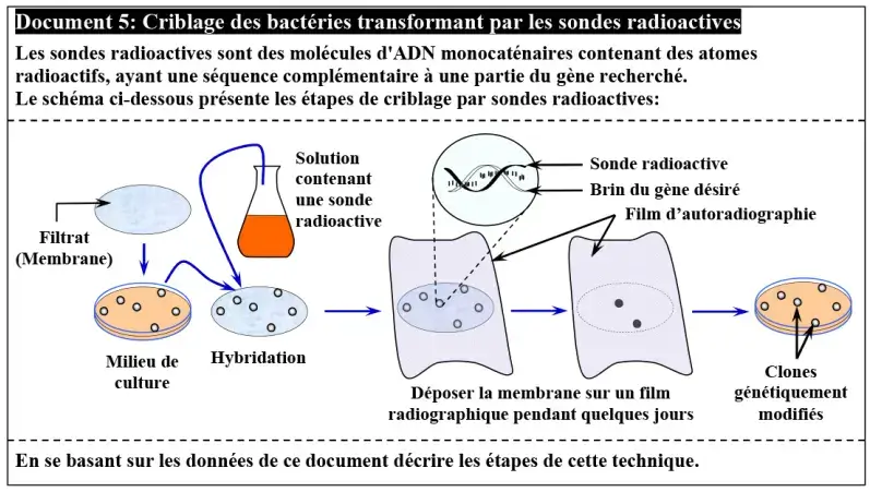 Le génie génétique: Principes et techniques